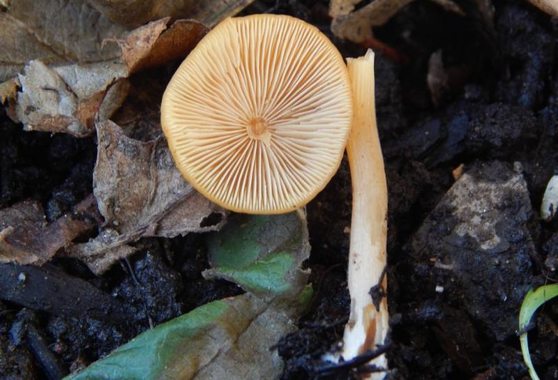 Conocybe aurea