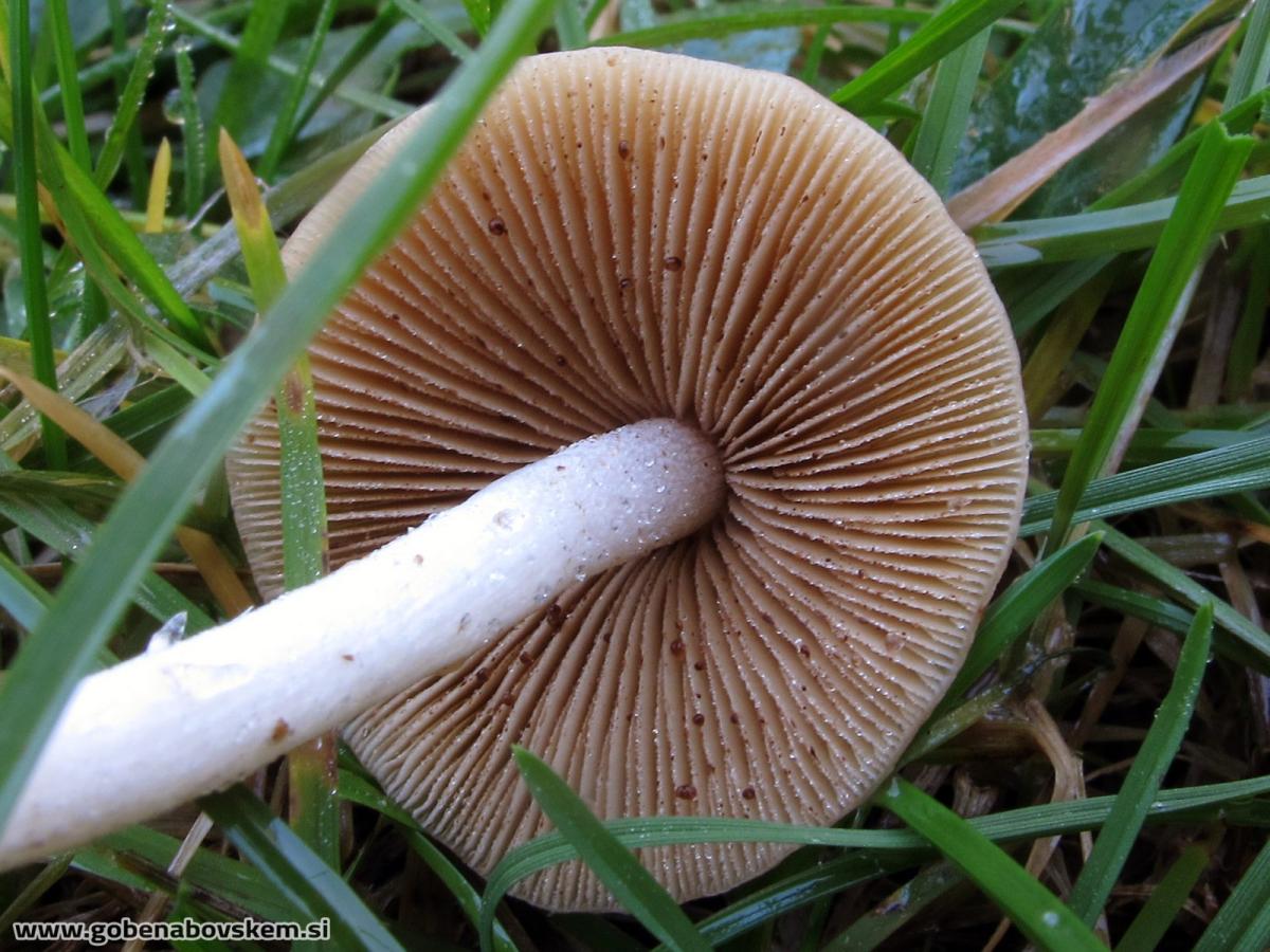 Conocybe pygmaeoaffinis