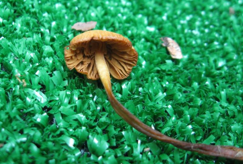 Conocybe siennophylla