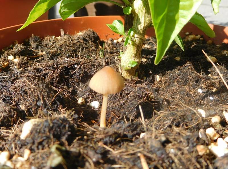 Conocybe velutipes