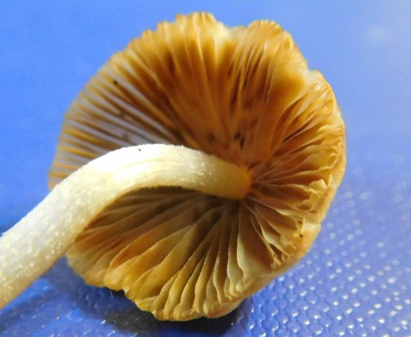 Conocybe velutipes