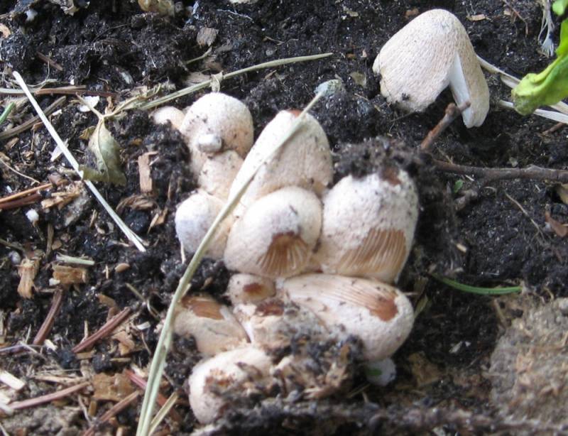 Coprinellus flocculosus