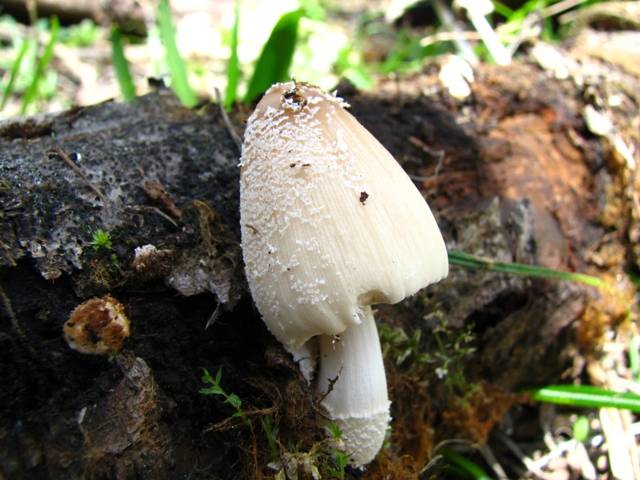 Coprinellus flocculosus