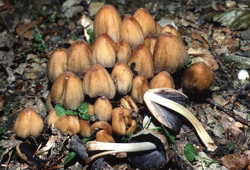 Coprinellus micaceus