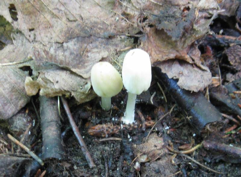 Coprinellus pallidissimus