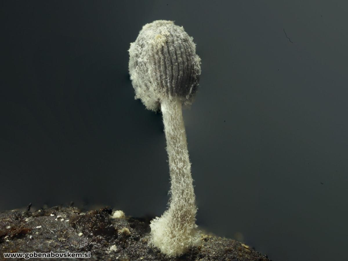 Coprinopsis filamentifera