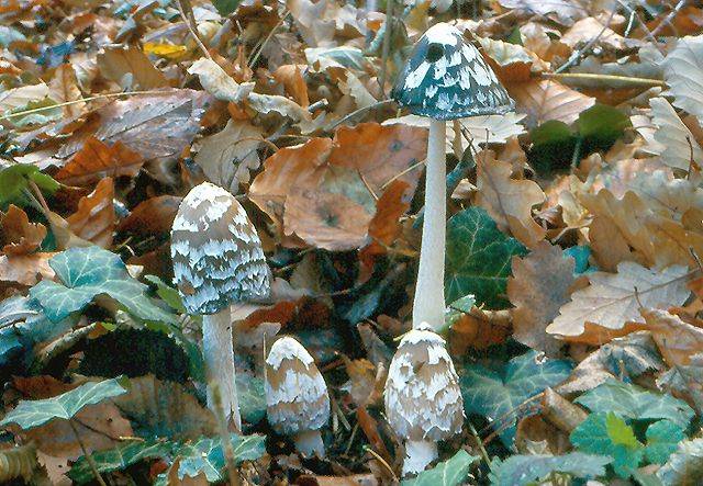 Coprinopsis picacea