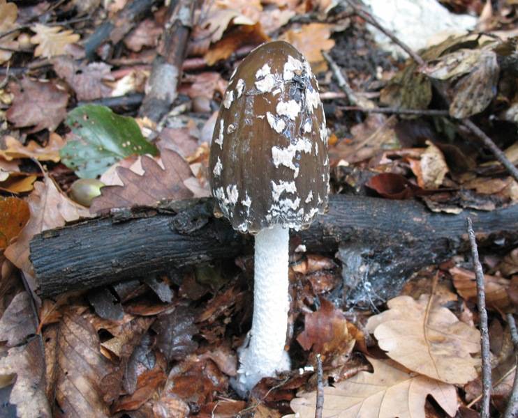 Coprinopsis picacea