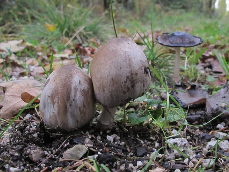 Coprinopsis romagnesiana