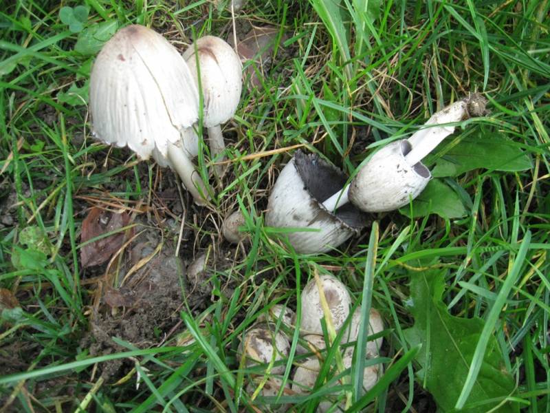 Coprinopsis romagnesiana