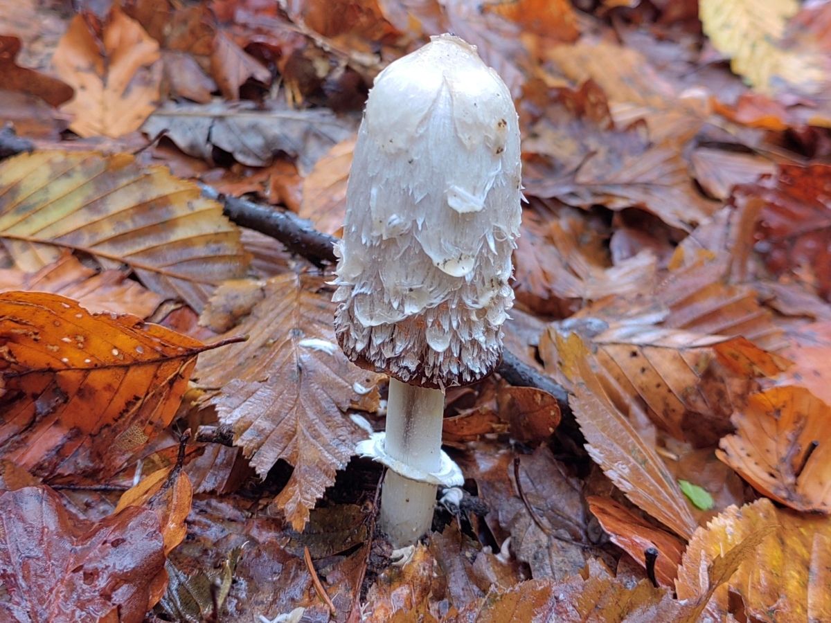 Coprinus comatus