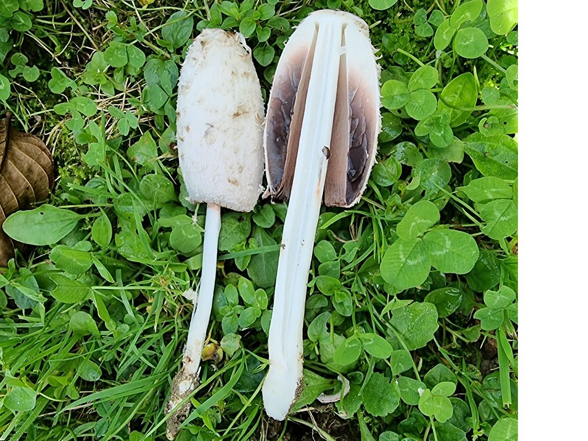 Coprinus comatus