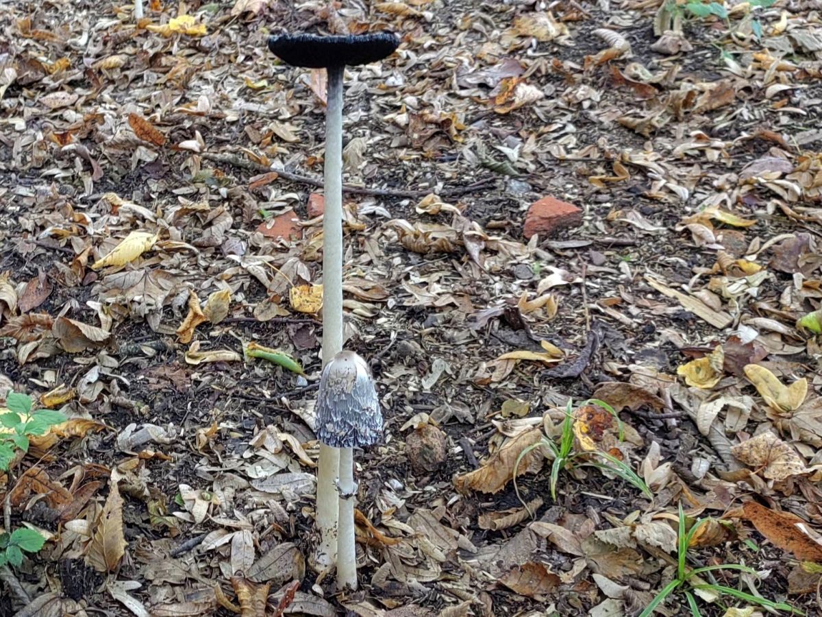 Coprinus comatus