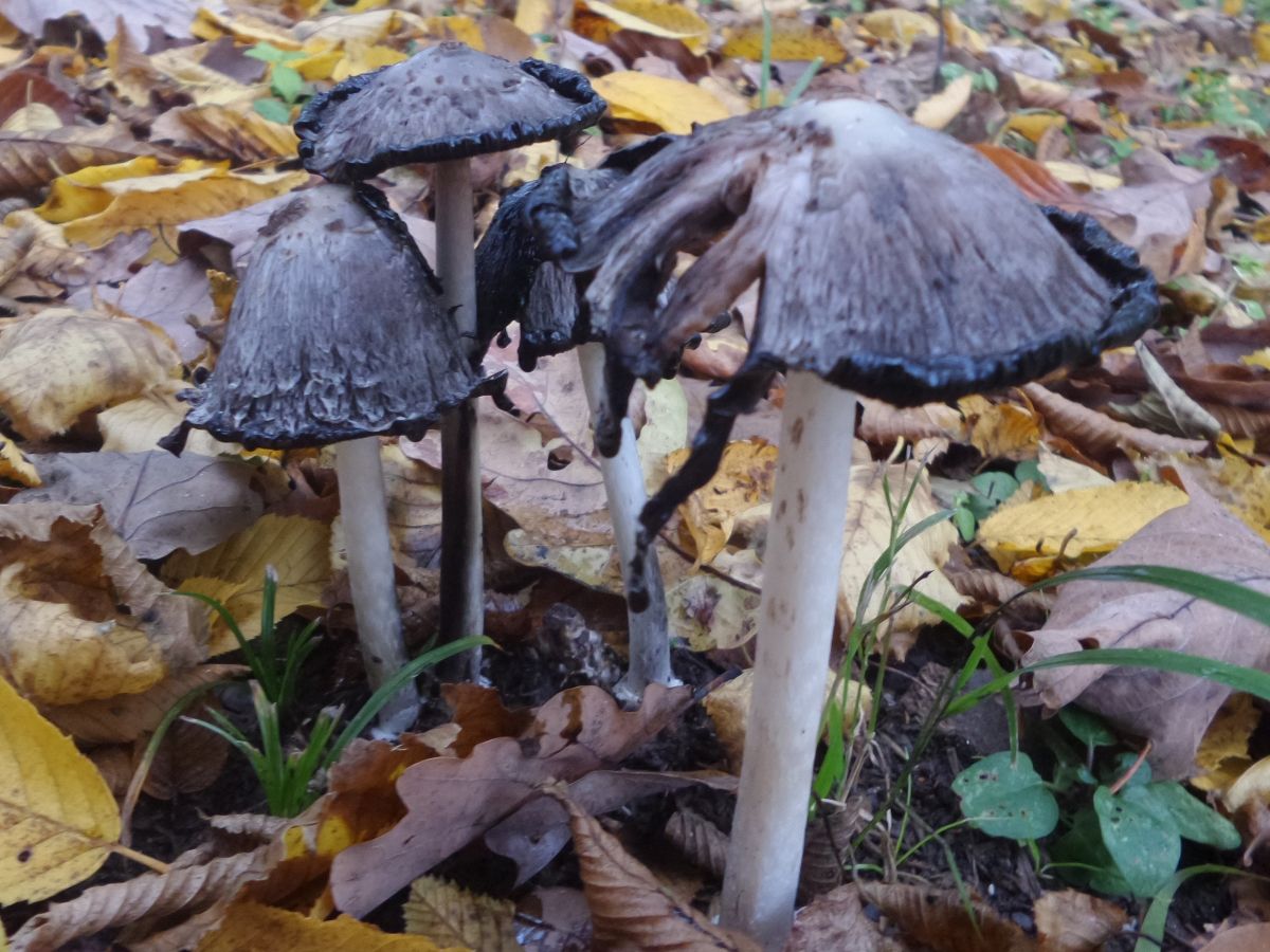 Coprinus comatus