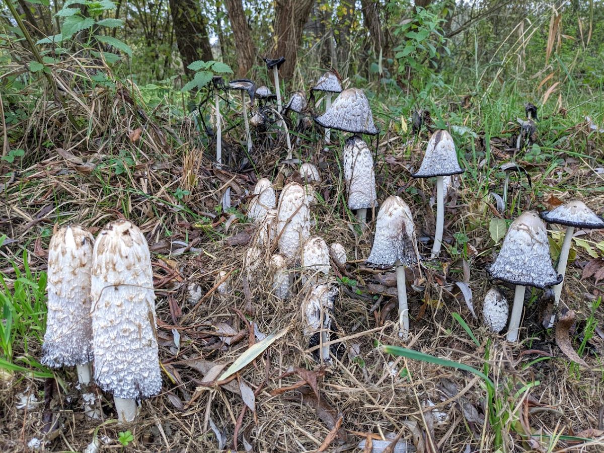 Coprinus comatus