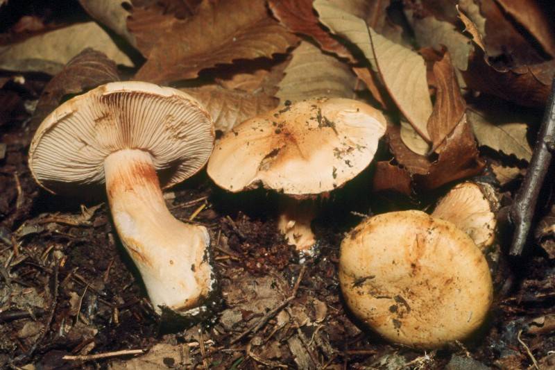 Cortinarius arquatus