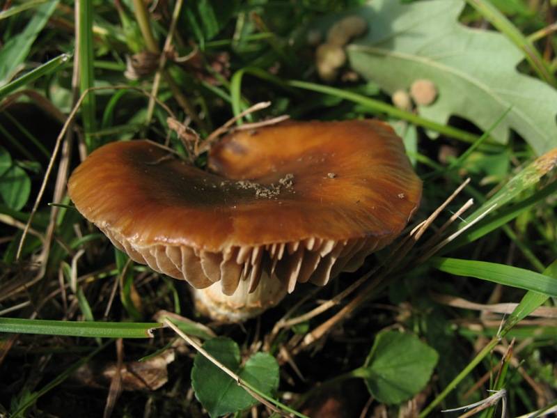 Cortinarius arvinaceus