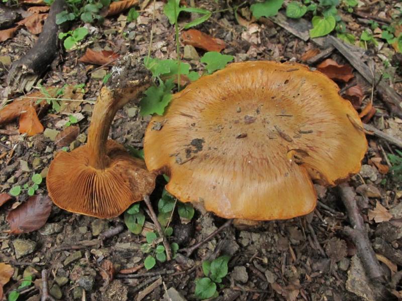 Cortinarius balaustinus