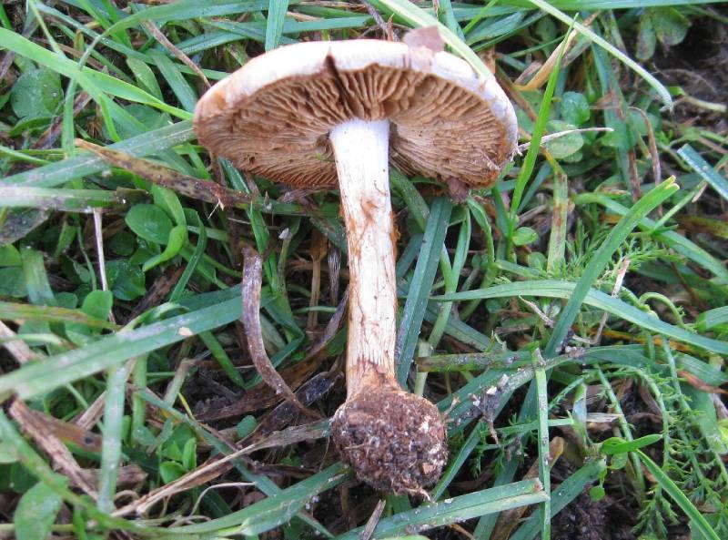 Cortinarius caerulescens