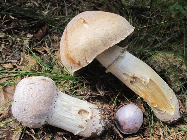 Cortinarius caperatus