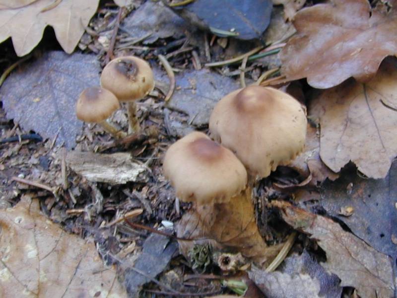 Cortinarius casimirii