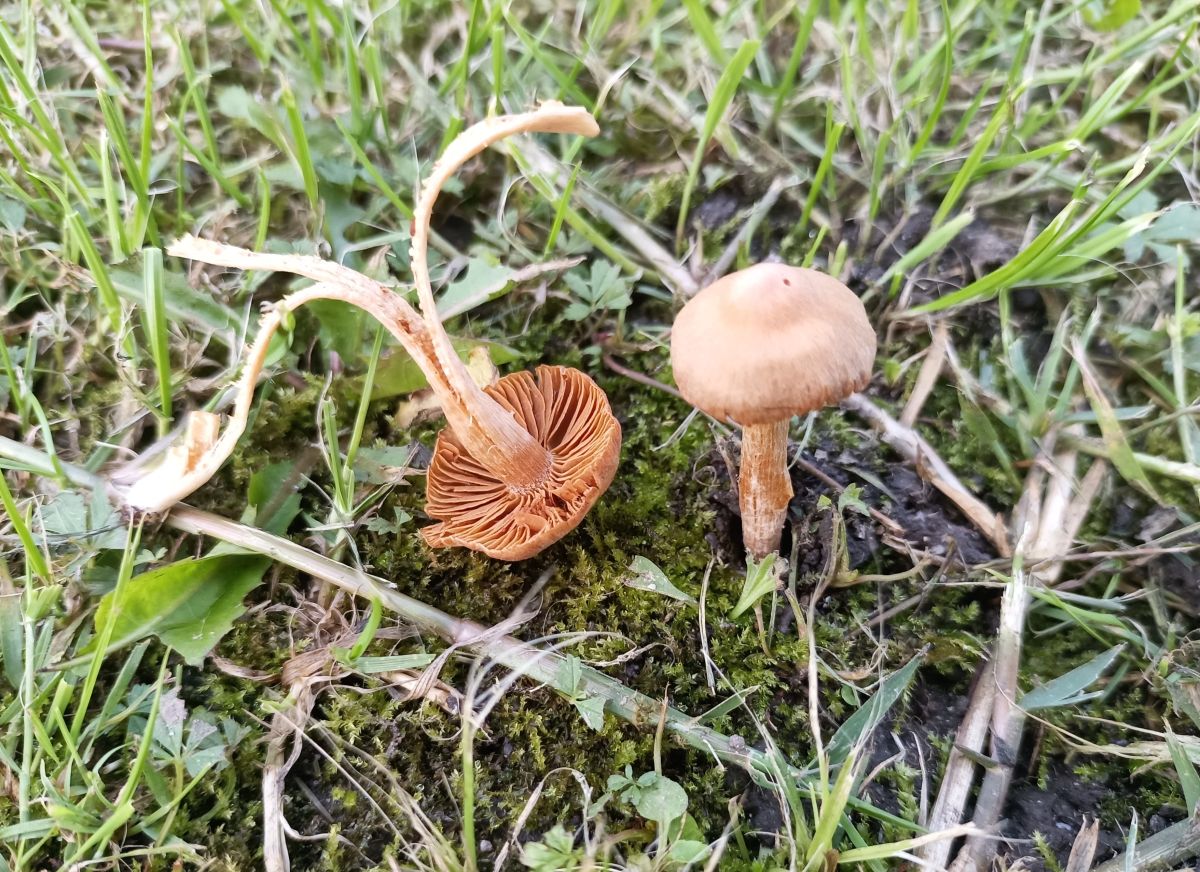 Cortinarius chrysolitus