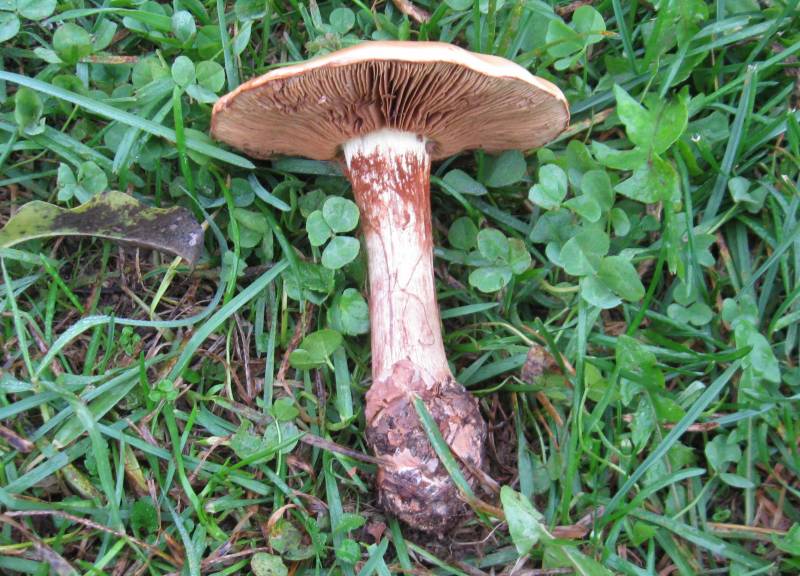 Cortinarius citrino-olivaceus