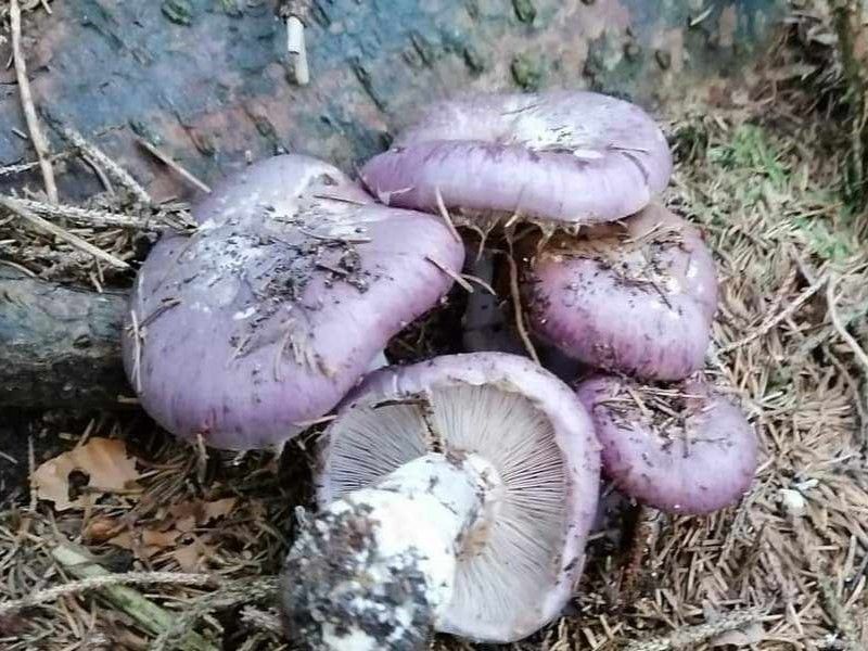 Cortinarius cumatilis