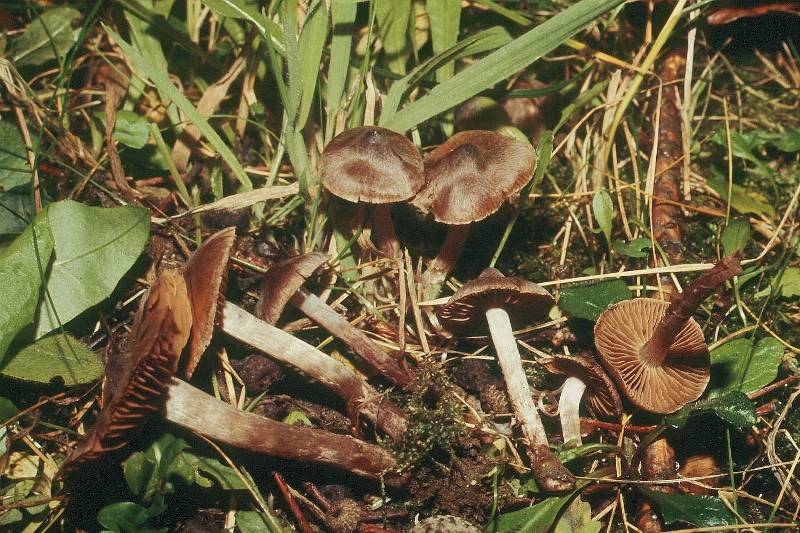 Cortinarius decipiens