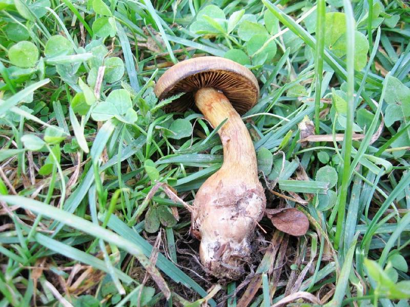 Cortinarius euchrous