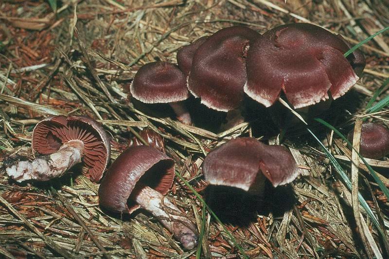 Cortinarius evernius