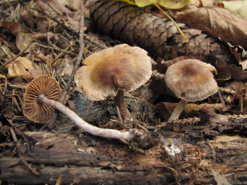 Cortinarius flexipes