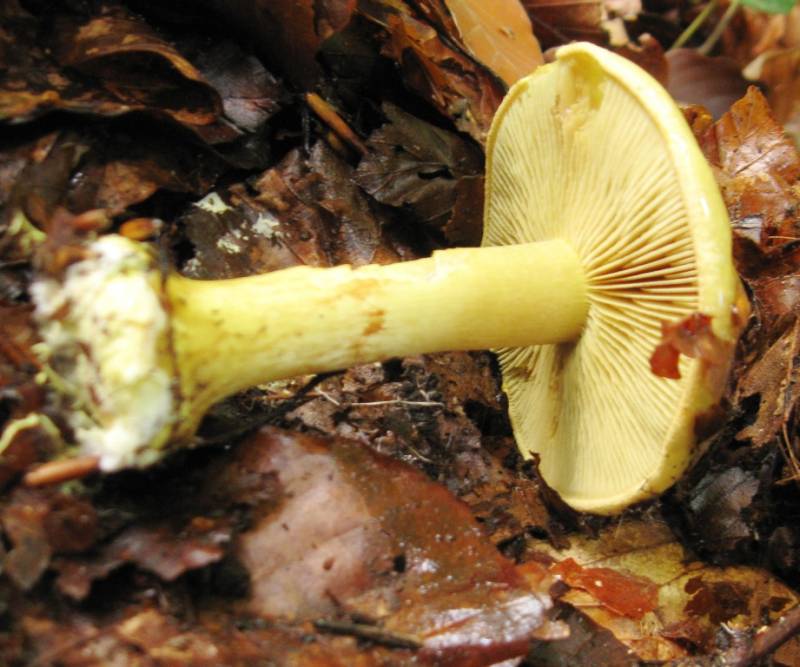 Cortinarius fulgens