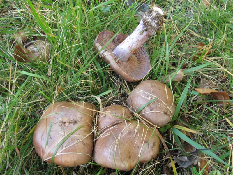 Cortinarius glaucopus