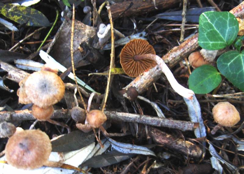 Cortinarius helvelloides