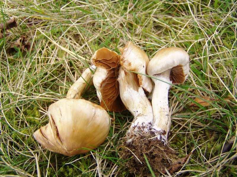 Cortinarius hinnuleus