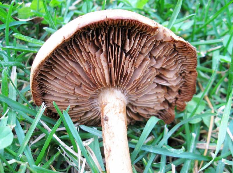 Cortinarius lundellii