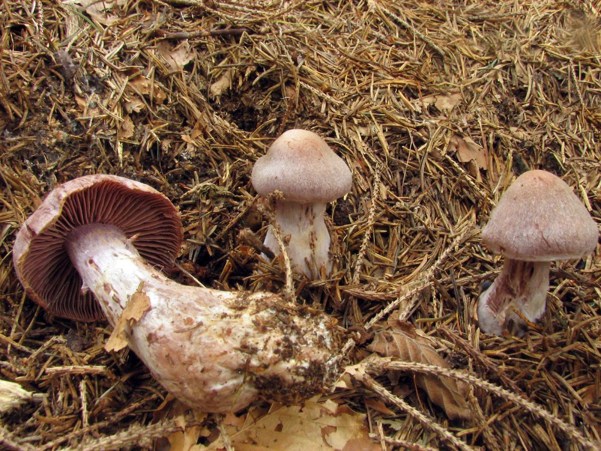 Cortinarius malachius