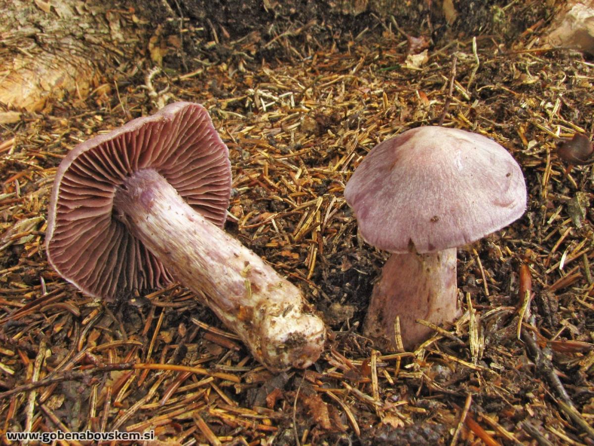 Cortinarius malachius