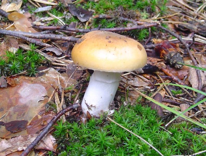 Cortinarius sebaceus