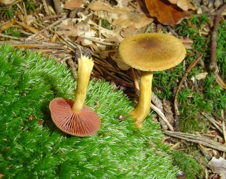 Cortinarius semisanguineus