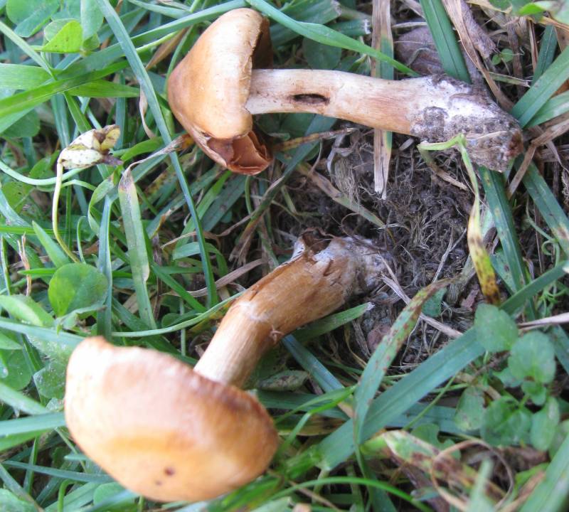 Cortinarius subannulatus