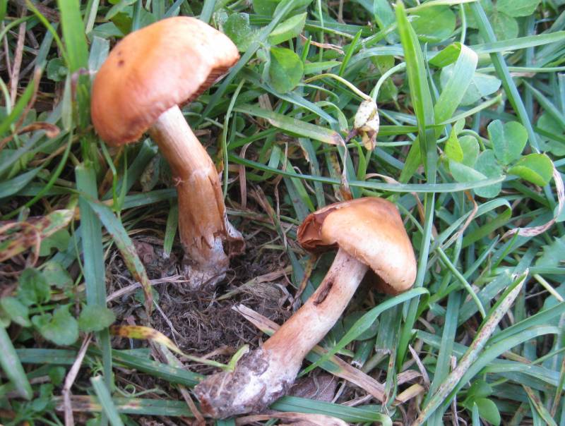 Cortinarius subannulatus