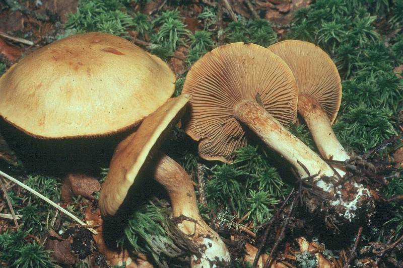 Cortinarius subtortus