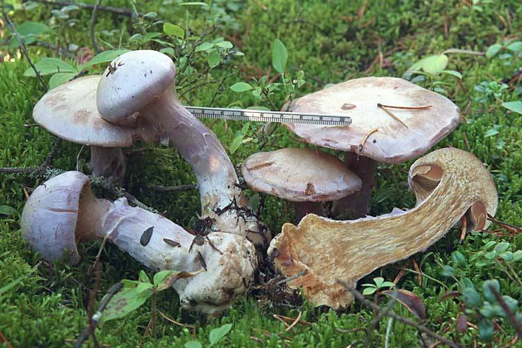 Cortinarius traganus