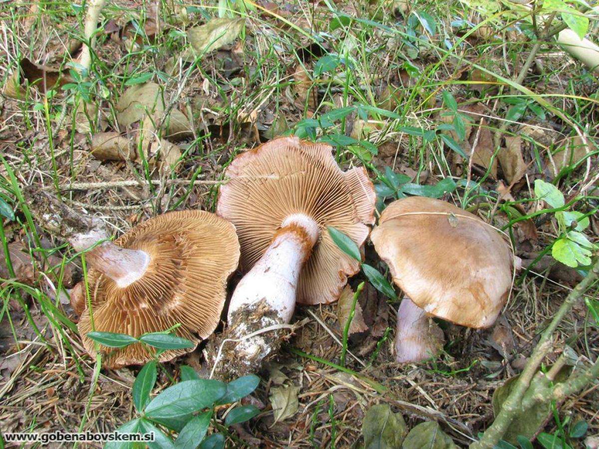 Cortinarius variecolor