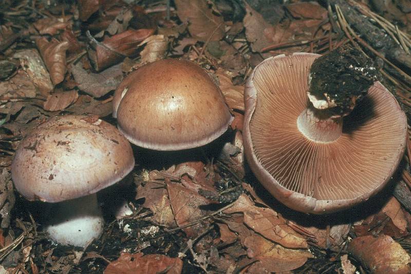 Cortinarius variecolor