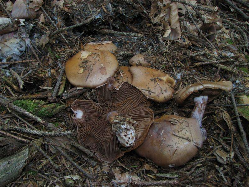 Cortinarius variecolor