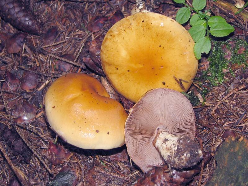 Cortinarius varius