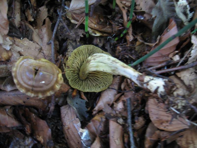 Cortinarius venetus